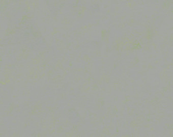 [100111113_21] Marmoleum Concrete - 3736 green shimmer